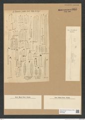 Diatomeae indet. Zeichnungen Sammlung Grunow Nr. 4357 (NHMW-BOT-W0379696)